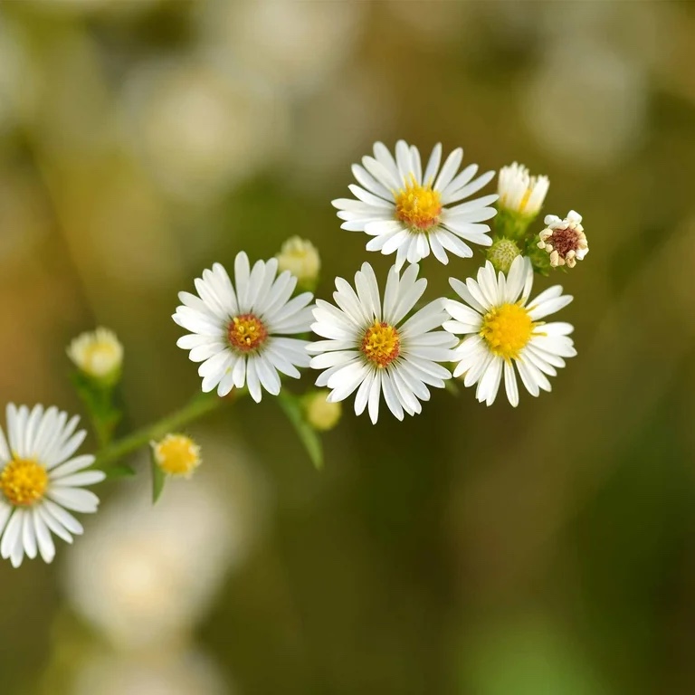 Benefit of Roman&nbsp;Chamomile