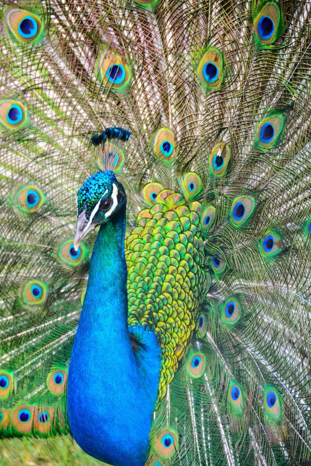 The Global Symbolism of a Peacock: A Bird of Beauty, Power, and&nbsp;Mysticism